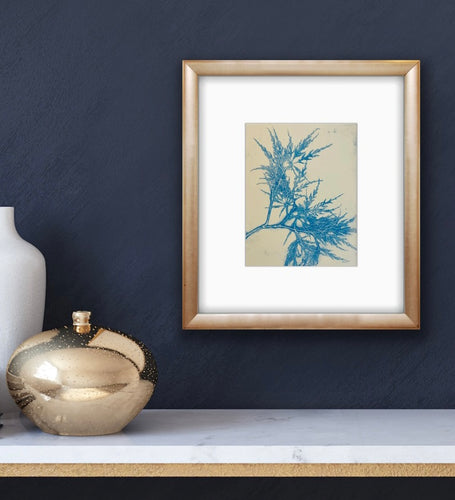 Ocean Blue Japanese Maple